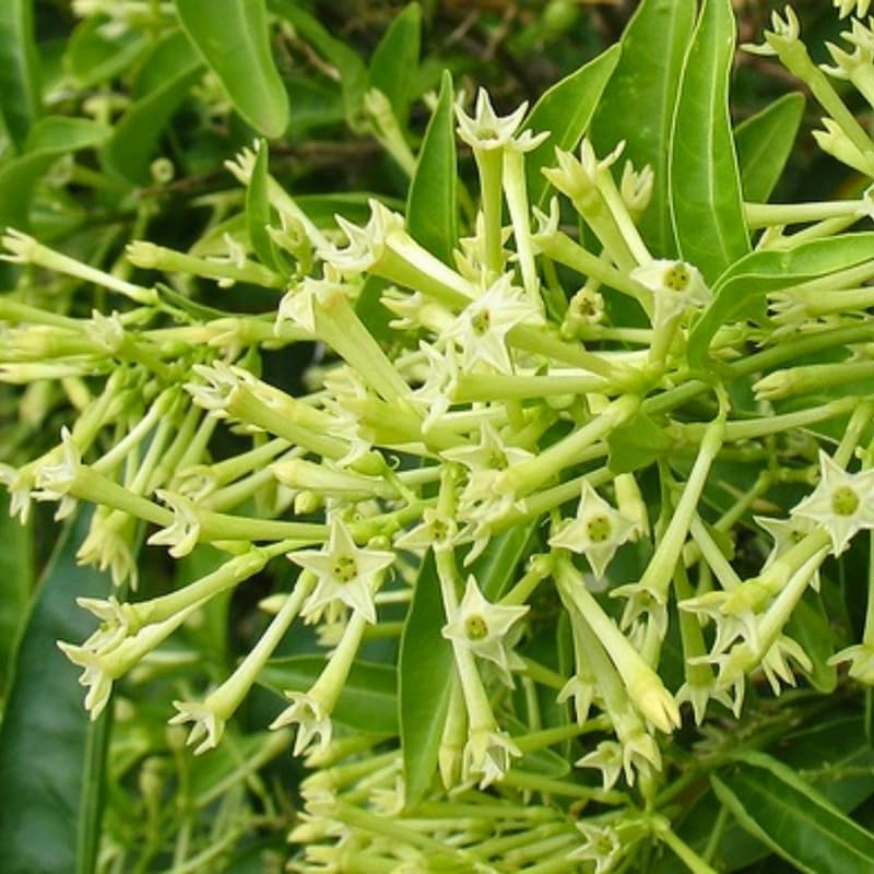 Night Blooming Jasmine Plant Live in 4 Inch Pot | Fragrant Night Blooming Plant | Live Jasmine Plant for Indoor Spaces, Home & Office Décor | Easy to Grow