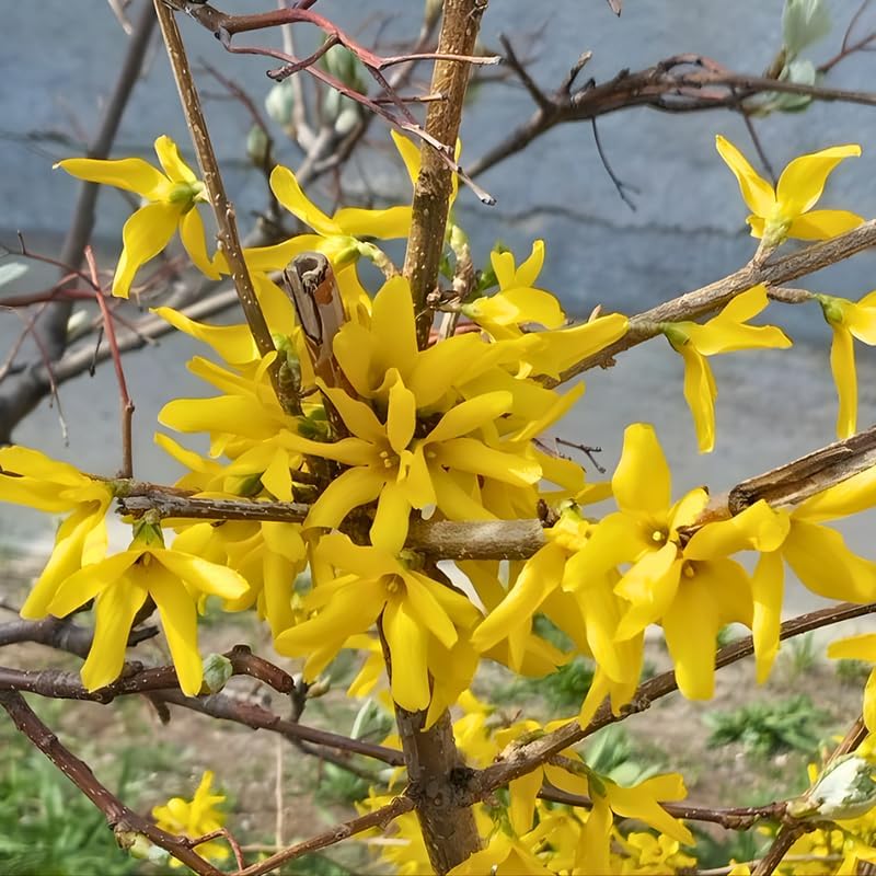 Lynwood Gold Forsythia Live Plant | 2.5-Inch Pot | Forsythia Bush Plant for Outdoor Growing | Ideal for Garden Planting and Landscape Use