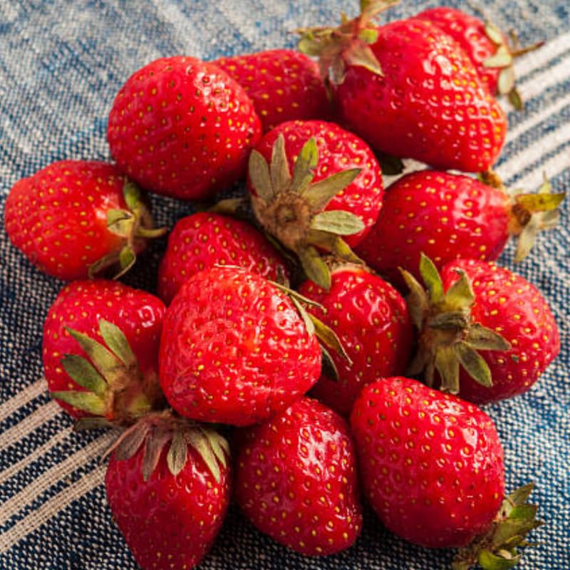 Strawberry Roots for Planting, Sparkle Strawberry, 50 Per Pack, Large Fruit Bearing Perennial, Junebearing Plants for Backyard and Garden