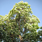 Catalpa Tree Live Plants (Set of 5) – 6–12 Inch Hardy Outdoor Trees | Fast-Growing Shade Trees with Large Leaves & White Flowers