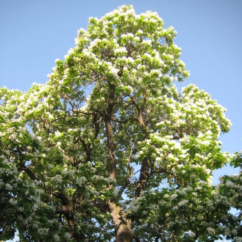 Catalpa Tree Live Plants (Set of 5) – 6–12 Inch Hardy Outdoor Trees | Fast-Growing Shade Trees with Large Leaves & White Flowers