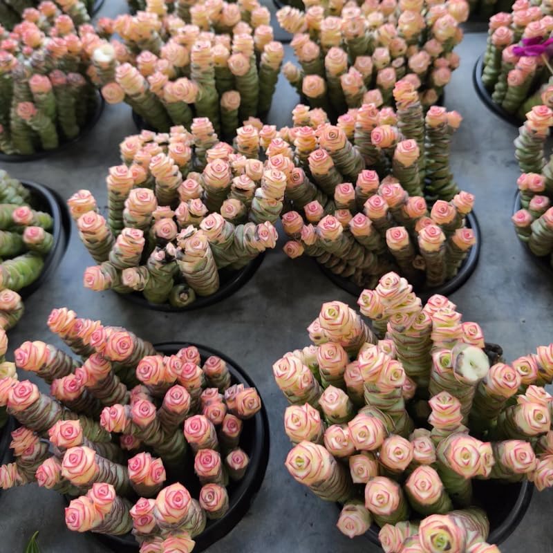 Rare Baby’s Necklace Succulent Live Plant in 4" Inch Pot | Crassula rupestris with Stacked Leaves | Low-Maintenance Indoor Plant