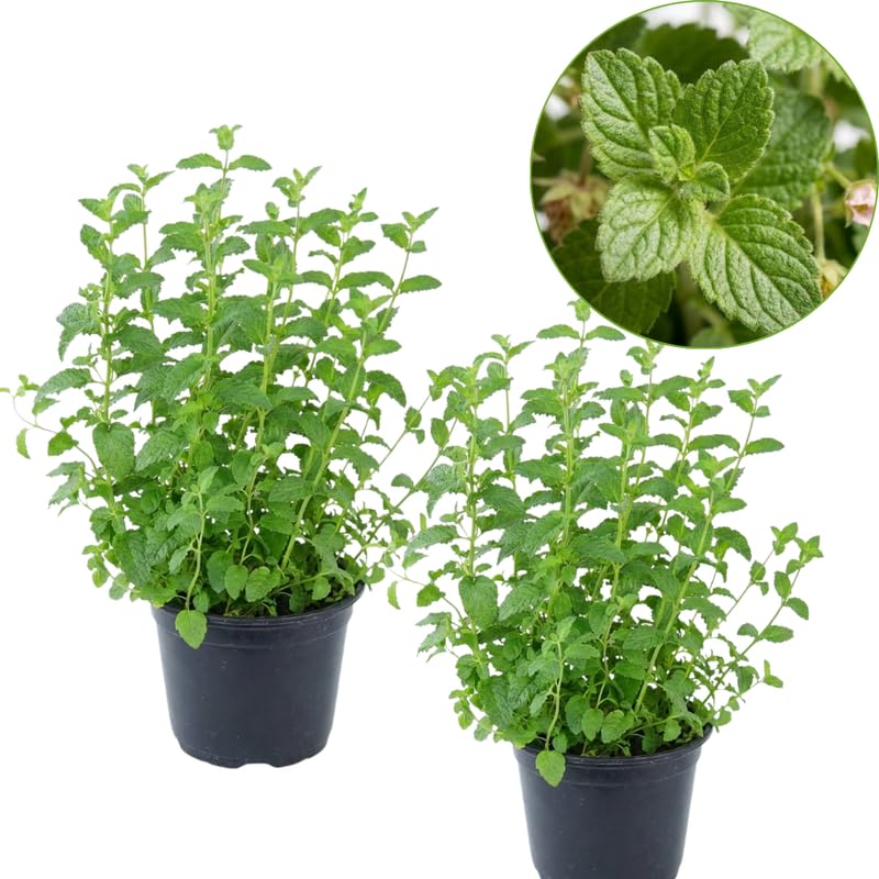 2 Chocolate Mint Plants, 3-Inch Pot, Mint Plants Live, Fast Growing Aromatic Perennial for Modern Landscape and Herb Gardening