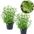 2 Chocolate Mint Plants, 3-Inch Pot, Mint Plants Live, Fast Growing Aromatic Perennial for Modern Landscape and Herb Gardening