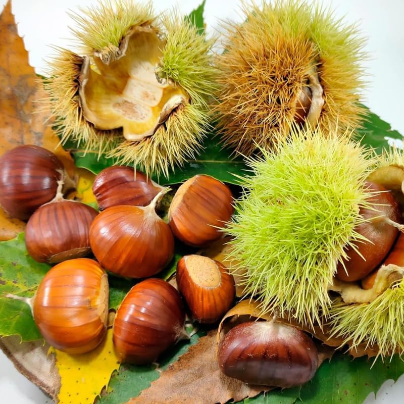 2 Chinese Chestnut Tree Live Plant – 2 to 3 Ft Tall | Hardy Fruit Tree Producing Edible Chestnuts | Fast-Growing Tree for Home Orchard