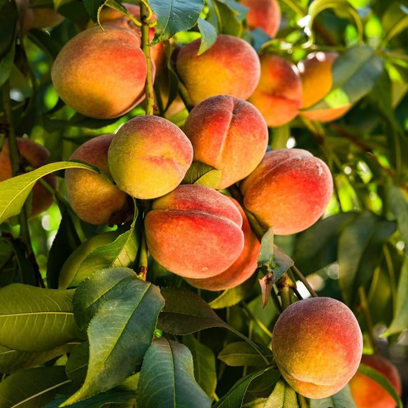 (No Ship to CA,HI,AK) Flordaking Peach Tree Live Plant in 3 Gallon Pot, High Yield, Fast Growing, Sweet Juicy Peach Fruit Tree for Garden, Patio & Outdoor Planting