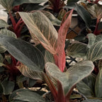 Pink Princess Philodendron Live Plant, 4" Pot, Vigorous Tropical Houseplant with Bright Pink Foliage for Living Rooms & Shelves, Easy to Care