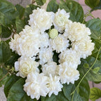 Grand Duke Jasmine Live Plant, Arabian Jasmine Flowers, Fragrant White Flowering Perennial, 5-8 Inch Size for Decorative Porch Planters, Easy to Grow