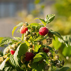 2 Red Raspberries Plants, 7 Inch Bare Root Seedling, Low Maintenance Fruit Bearing Shrub, Robust Well-Rooted Starter Shrub