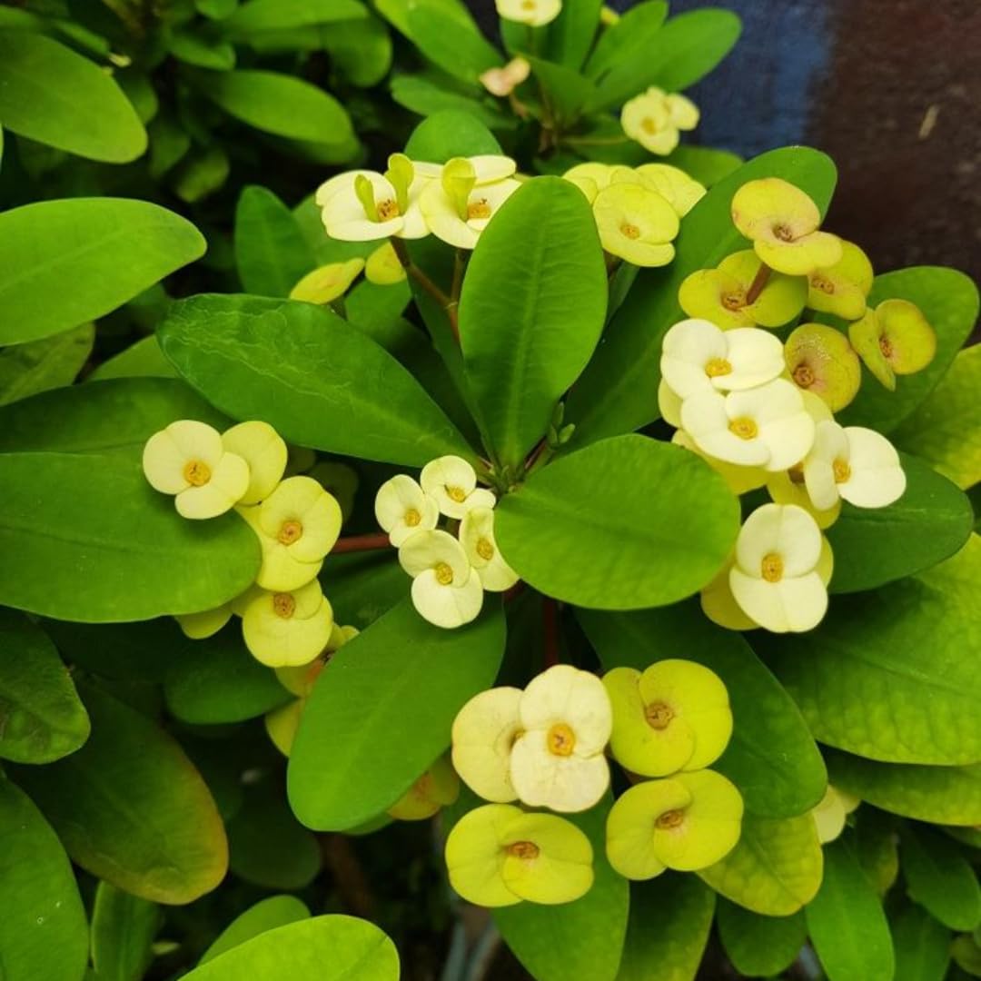 2-Plant Set Yellow Euphorbia Milii Live Plant | Crown of Thorns Houseplant | 4 to 8 Inch Tall, Easy to Grow Indoor or Outdoor Decorative Plant, Home Office, Patio Garden