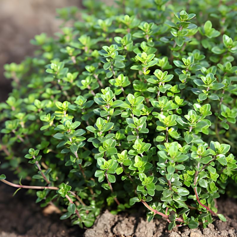 2 Thyme Plants Live, Lemon Thyme, Aromatic Potted Herb, Well-Rooted 4" Plant for Indoor Windowsills and Outdoor Spots