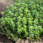2 Thyme Plants Live, Lemon Thyme, Aromatic Potted Herb, Well-Rooted 4" Plant for Indoor Windowsills and Outdoor Spots