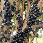Live Jabuticaba Tree Live Plant | Jaboticaba Fruit Tree 2.5–3 Ft Tall Potted Plant | Hardy Fruit-Bearing Tree for Indoor or Outdoor Growing | No Ship to CA,HI,AK