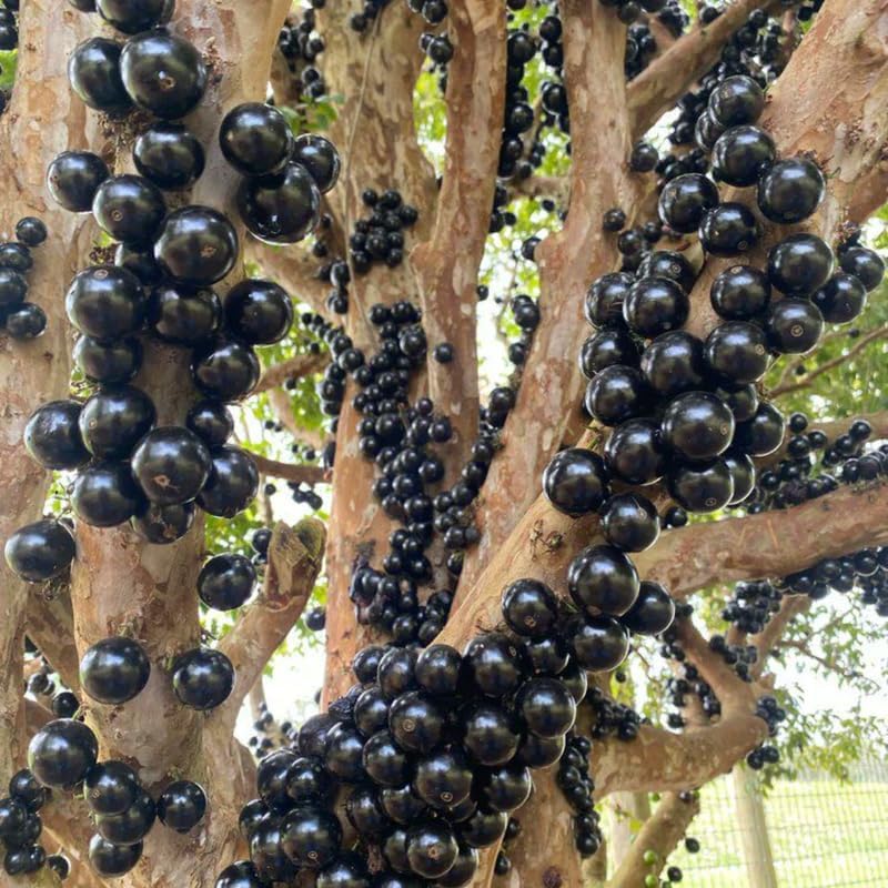 Live Jabuticaba Tree Live Plant | Jaboticaba Fruit Tree 2.5–3 Ft Tall Potted Plant | Hardy Fruit-Bearing Tree for Indoor or Outdoor Growing | No Ship to CA,HI,AK