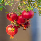 Live Pomegranate Tree Plant in 4 Inch Pot | Pomegranate Plant Live for Planting | Hardy, Fast-Growing Fruit Tree for Home Gardens, Outdoor Beds & Edible Landscapes