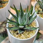 2 Haworthia Succulent Plant Live, Zebra Succulent Plant in 2 Inch Pot Size, Small Decorative Plant for Bright Indoor Areas