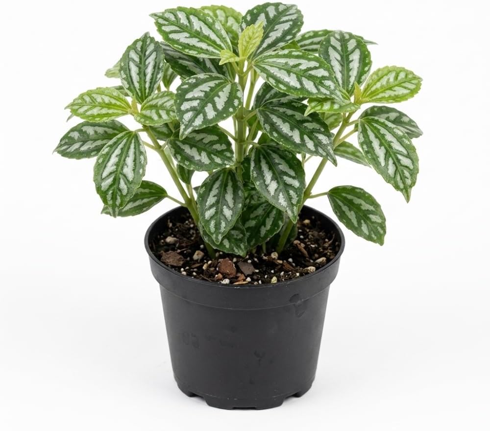 Pilea Cadierei Aluminum Plant, 4" Potted Houseplant, Low Maintenance Houseplant, Robust Sturdy Starter with Metallic Patterned Leaves