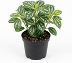Pilea Cadierei Aluminum Plant, 4" Potted Houseplant, Low Maintenance Houseplant, Robust Sturdy Starter with Metallic Patterned Leaves