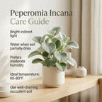 Peperomia Incana Plant, 4" Pot, High-Vigor Low Maintenance Houseplant for Desks, Pet-Friendly Soft Grey-Green Foliage