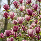 (No Ship to CA,HI,AK) Jane Magnolia Plant in 3 Gallon Pot, 3 Ft Tall, Live Flowering Deciduous Tree for Ornamental Landscaping, Cold-Hardy Shrub for Tulip-Shaped Spring Blooms