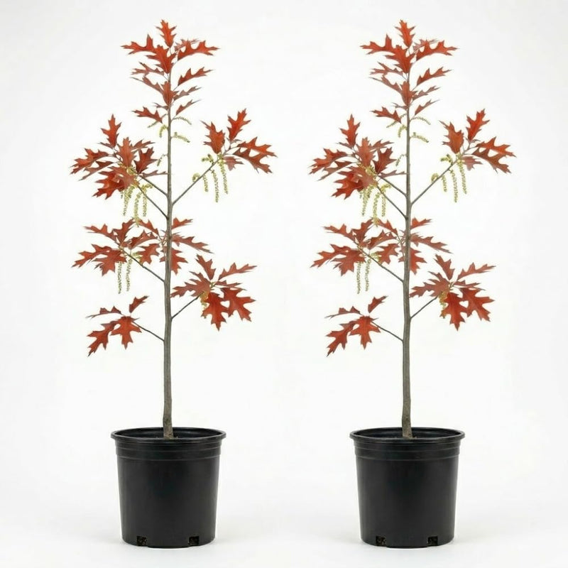 2 Pin Oak Tree for Planting, Well-Rooted Quercus Alba in Quart Pot. Cold-Hardy Long-Lived Oak for Home Landscapes