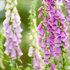 2 Foxglove Digitalis Purpurea Live Plant, 3-Inch Pot, Established Live Flowering Plant, Classic Tall Spire Blooms for Modern Landscape Design
