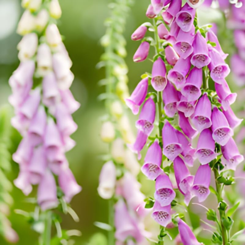 2 Foxglove Digitalis Purpurea Live Plant, 3-Inch Pot, Established Live Flowering Plant, Classic Tall Spire Blooms for Modern Landscape Design