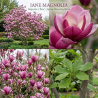(No Ship to CA,HI,AK) Jane Magnolia Tree Live Plant, 3 Feet Tall in 3 Gallon Pot, Vigorous Cold-Hardy Deciduous Shrub, Sturdy Low Maintenance Plant for Pink Spring Blooms & Garden Landscapes
