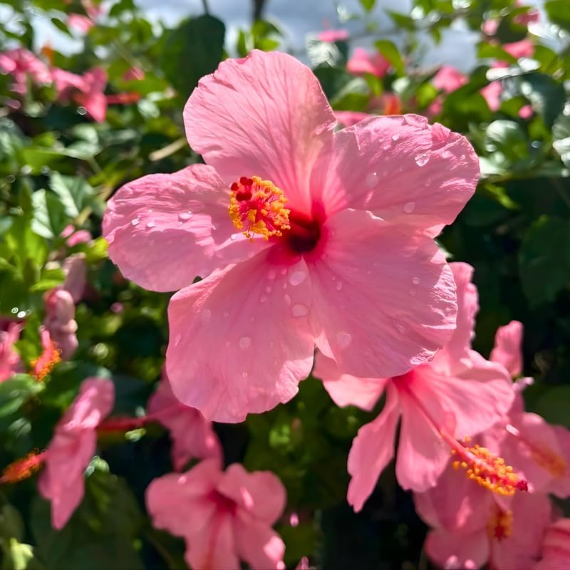 2 Pink Althea Live Plants (Rose of Sharon) | 12–18 Inch Tall Flowering Trees | Pink -Flowering Hibiscus Shrubs for Outdoor Planting, Landscaping & Garden Beds