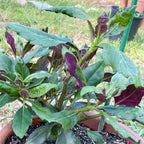 4 Live Okinawa Spinach Plant, 12-24" Tall Bare Root, Easy to Grow Edible Greenery, Two-Tone Purple and Green Leaf Plant for Backyard and Patio