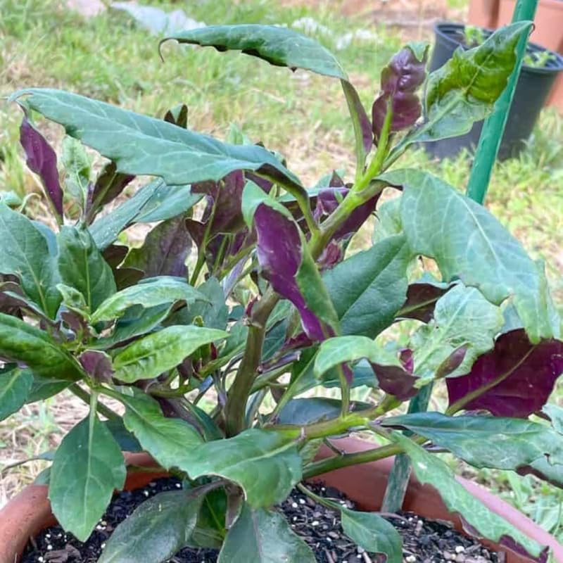 4 Live Okinawa Spinach Plant, 12-24" Tall Bare Root, Easy to Grow Edible Greenery, Two-Tone Purple and Green Leaf Plant for Backyard and Patio