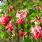 Flowering Currant Plant Live, 7 Inch Bare Root Size, Low Maintenance Deciduous Shrub for Small Yards