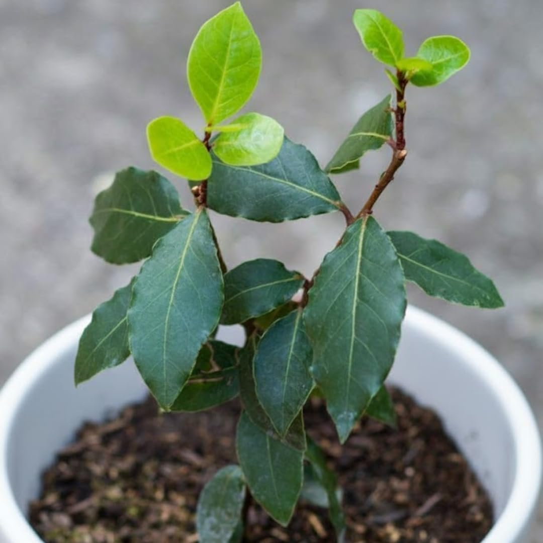 Bay Leaf Tree Live Plant in 4 Inch | Fresh Bay Laurel Herb | Ideal for Home Kitchen Garden | Indoor or Outdoor Garden Use