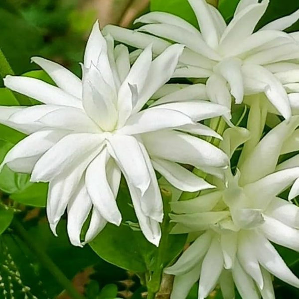 Belle of India Jasmine Plant Live | Size 4 to 5 Inch Tall | Housewarming Friendship Gifts for Women Best Friend Presents for Mom Birthday Gift for New Home