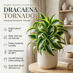 Dracaena Tornado Plant, 4" Pot, High-Vigor Low Maintenance Houseplant for Bright Windowsills, Striking Swirling Dark Green Foliage