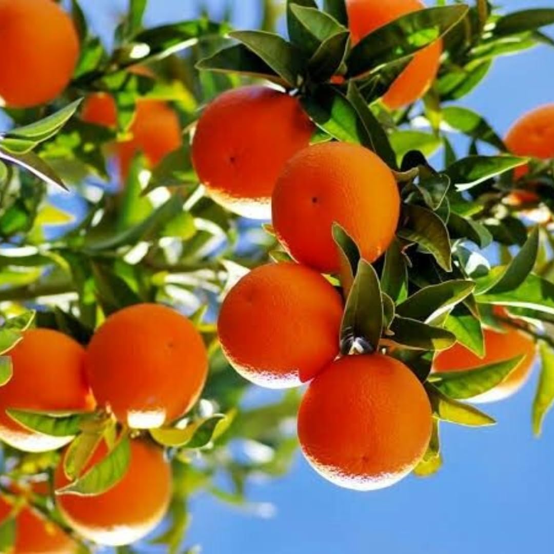 (No Ship to CA,HI,AK) Hamlin Orange Tree for Planting | 1 Gallon Live Citrus Plant | Easy-Grow Edible Fruit Tree for Home Gardens & Patios