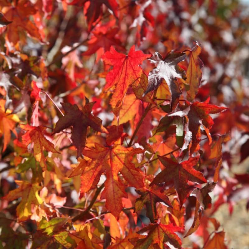 Black Tupelo Trees Live Plant (Set of 5), Black Gum Tree – 6 to 12 Inch Live Seedlings | Vibrant Red Fall Foliage | Hardy American Native Shadign Tree