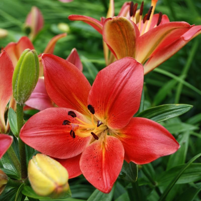 Yellow Asiatic Lily Bulbs, Set 8 Lilly Bulbs for Planting Outdoors, Well-Rooted Plant Starters, Vibrant Yellow Bloom Starters for Home Landscapes and Pots