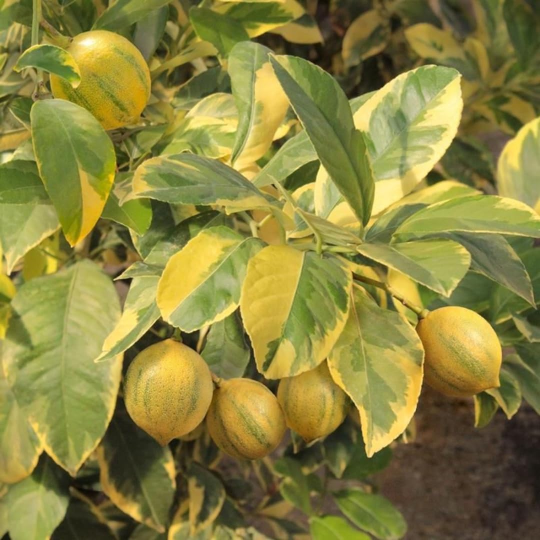 Pink Variegated Lemon Tree for Planting | 2.5–3 Feet Live Plant | Indoor or Outdoor Fruit Tree for Homes, Patios & Yards | No Ship to CA,HI,AK