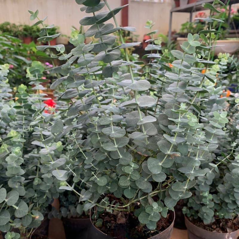 Silver Dollar Eucalyptus Plant Live, 4 Inch Tall Bare Root Seedlings, Eucalyptus Cinerea Aromatic Evergreen, Silvery Blue Foliage for Home and Garden