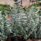 Silver Dollar Eucalyptus Plant Live, 4 Inch Tall Bare Root Seedlings, Eucalyptus Cinerea Aromatic Evergreen, Silvery Blue Foliage for Home and Garden