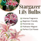 Lilly Bulbs for Planting, Stargazer Lily, 5 Large Bulbs, Intense Scented Oriental Lily for Sunny Patios, Landscapes, and Cutting Gardens