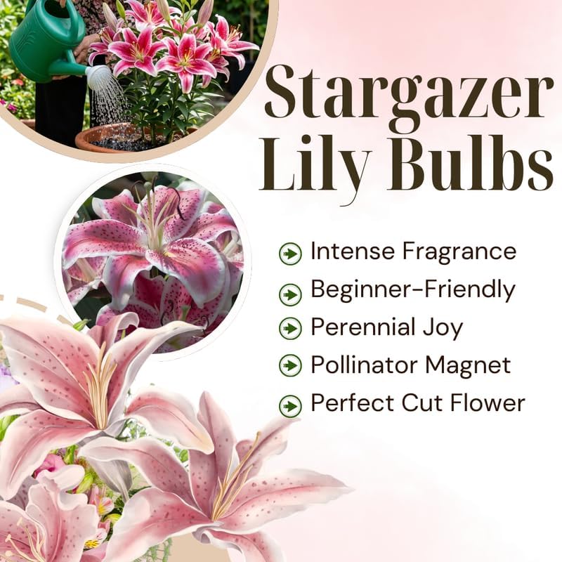 Oriental Lily Bulbs, Lily Bulbs for Spring Planting, 5 Pack Premium 12/14 Size, Easy to Grow Summer Flowering Bulbs for Potted Décor