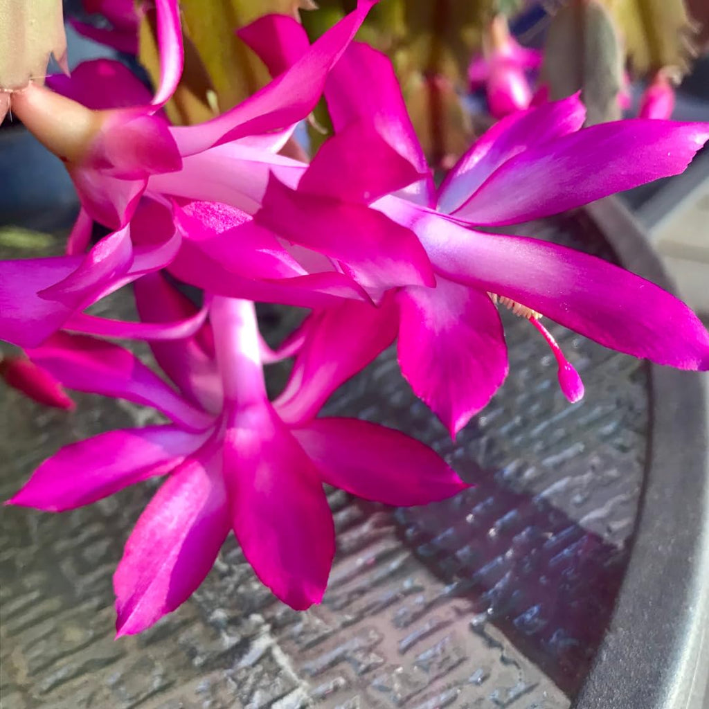 Exotic Red Christmas Cactus Plant Live| 4 to 7 Inch Tall Potted Indoor Decorative Plant for Home & Office | Live Christmas Cactus Plants Houseplants | Christmas Hanging Baskets for Outdoors
