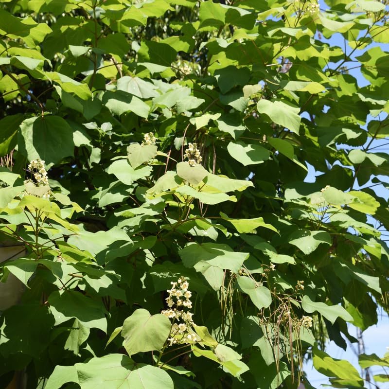 5 Live Catalpa Tree Plants – 6–12 Inch Tall | Hardy Fast-Growing Outdoor Trees | Fragrant White Flowers