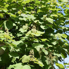 5 Live Catalpa Tree Plants – 6–12 Inch Tall | Hardy Fast-Growing Outdoor Trees | Fragrant White Flowers