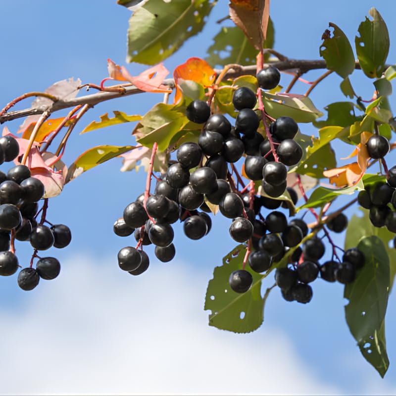 Chokeberry Live Plant, 8 Inch Tall, Live Fruiting Shrub for Homegrown Nutritious Berries, Deciduous Fruit Producer for Small Yards