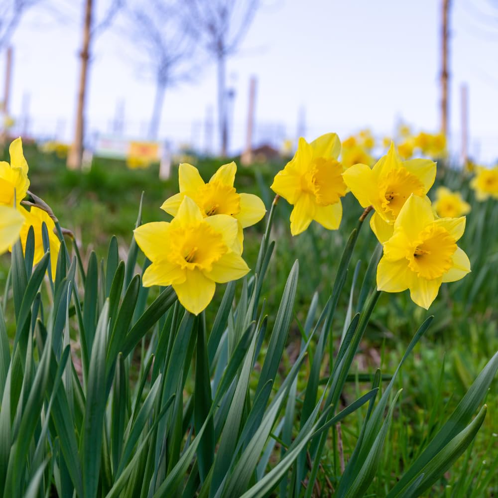 100 Wild Daffodil Bulbs, Well-Rooted Buttercup Bulbs, Vigorous Growth Habit with Showy Trumpet Blossoms for Home Landscapes