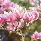 Ann Magnolia Tree Live Plant, 12-18" Potted Plant in 2.5" Pot, Cold-Hardy Early Spring Blooming Tree for Backyard and Garden Rows