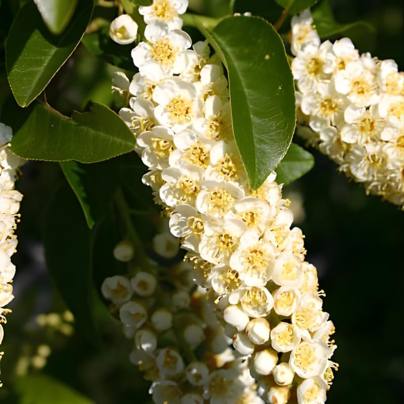 Chokeberry Live Plant, 8 Inch Tall, Live Fruiting Shrub for Homegrown Nutritious Berries, Deciduous Fruit Producer for Small Yards